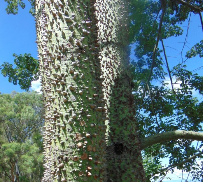 El Movimiento Internacional Los Bosques de la Poesía repudia la invasión de EEUU a Venezuela