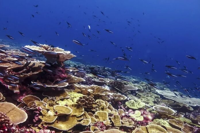 La ola de calor blanqueó en tres años el 50% de los corales del mundo, que ahora enfrentan una crisis peor